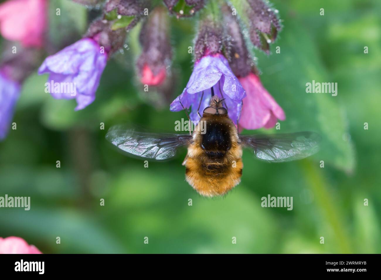 Großer Wollschweber, Grosser Wollschweber, Wollschweber, Blütenbesuch an Lungenkraut, Pulmonaria, Hummelschweber, Bombylius Major, Large Bee-fly, dark Foto Stock