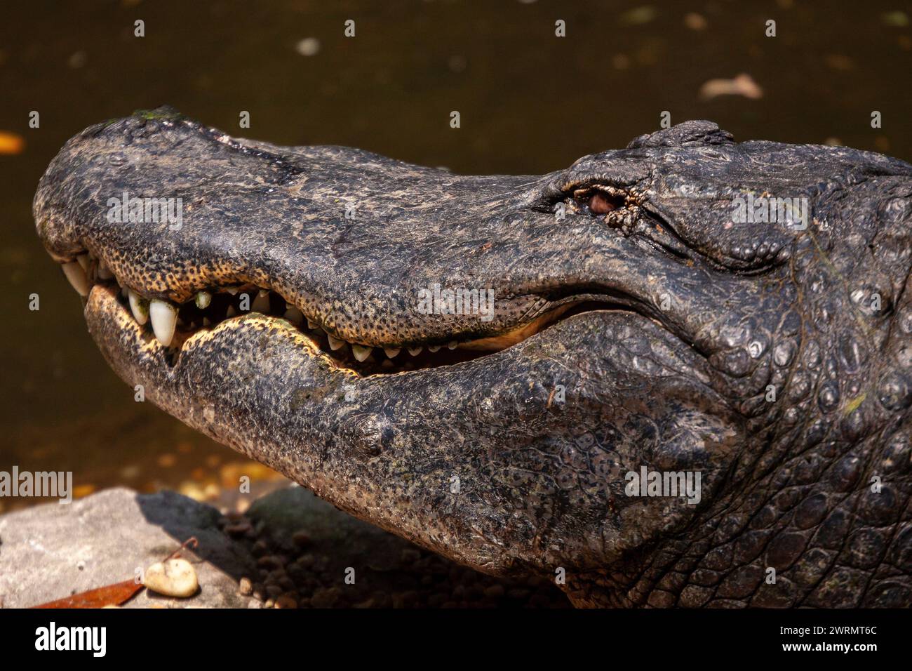 Un alligatore della Florida si crogiola al sole all'Ellie Schiller Homosassa Springs Wildlife State Park di Homosassa Springs, Florida. Foto Stock