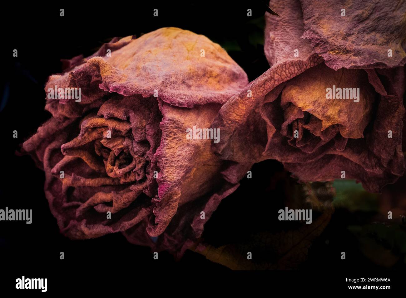 Rose secche - due fiori color pastello lilla. Texture, Artistica. Concetto di morte, dissolvenza, moralità. Il tempo passa Foto Stock