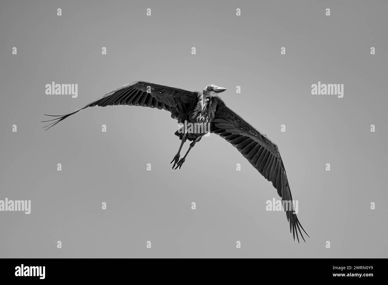 Una cicogna di Marabou Leptoptilos crumenifer in volo sopra il Maasai Mara, Kenya, Africa orientale, Africa Copyright: SpencerxClark 1320-244 Foto Stock