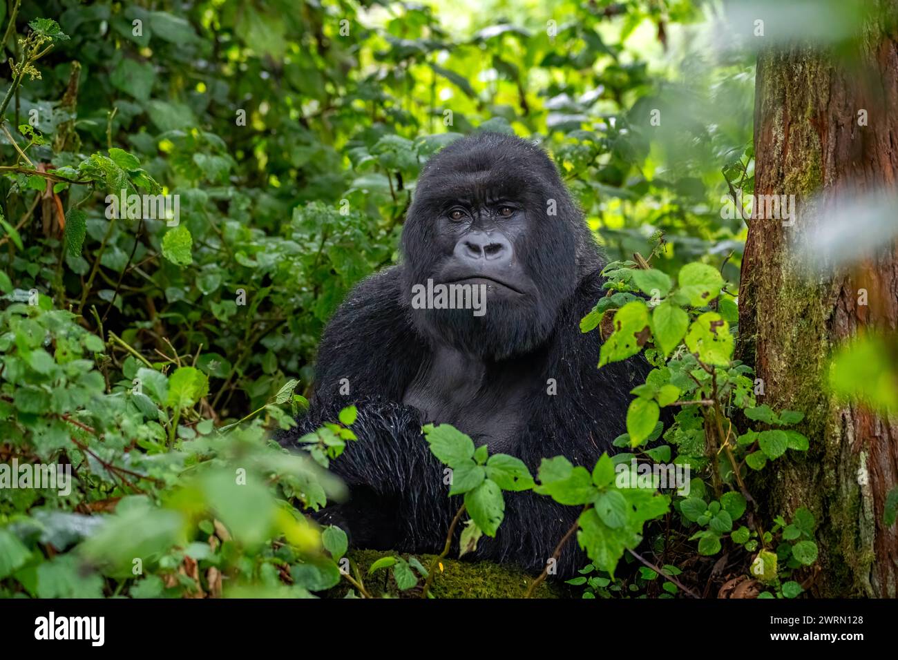 Un gorilla di montagna Silverback, un membro della famiglia Agasha sulle montagne del Parco Nazionale di Volcanos, Ruanda, Africa Copyright: SpencerxClark 1320- Foto Stock