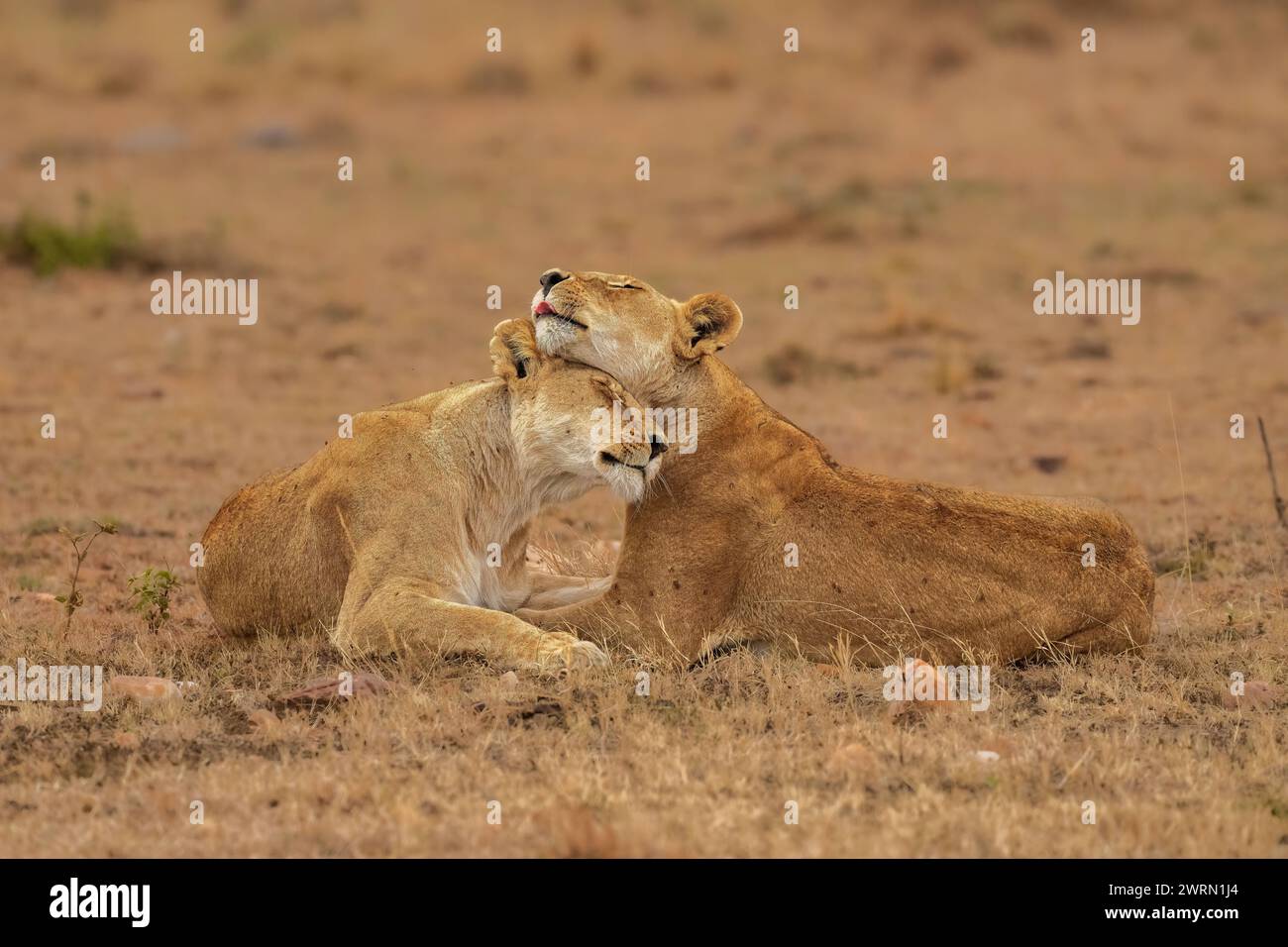Two Lions Panthera leo, abbracciandosi a vicenda nel Maasai Mara, Kenya, Africa orientale, Africa Copyright: SpencerxClark 1320-290 Foto Stock