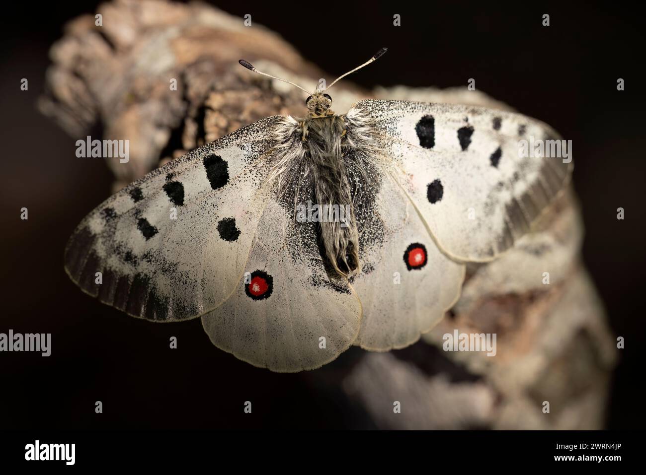 Farfalla Parnassius apollo, bellissima farfalla che vive ad altitudini elevate. Foto Stock