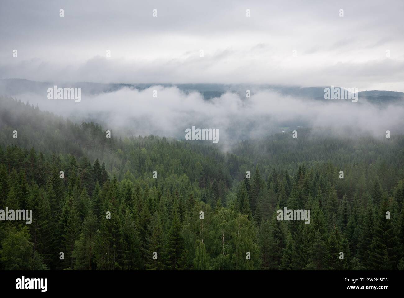 Paesaggio con verde foresta di abeti rossi in nebbia bianca dove le montagne norvegesi e i fiordi possono essere visti in lontananza. Foto Stock