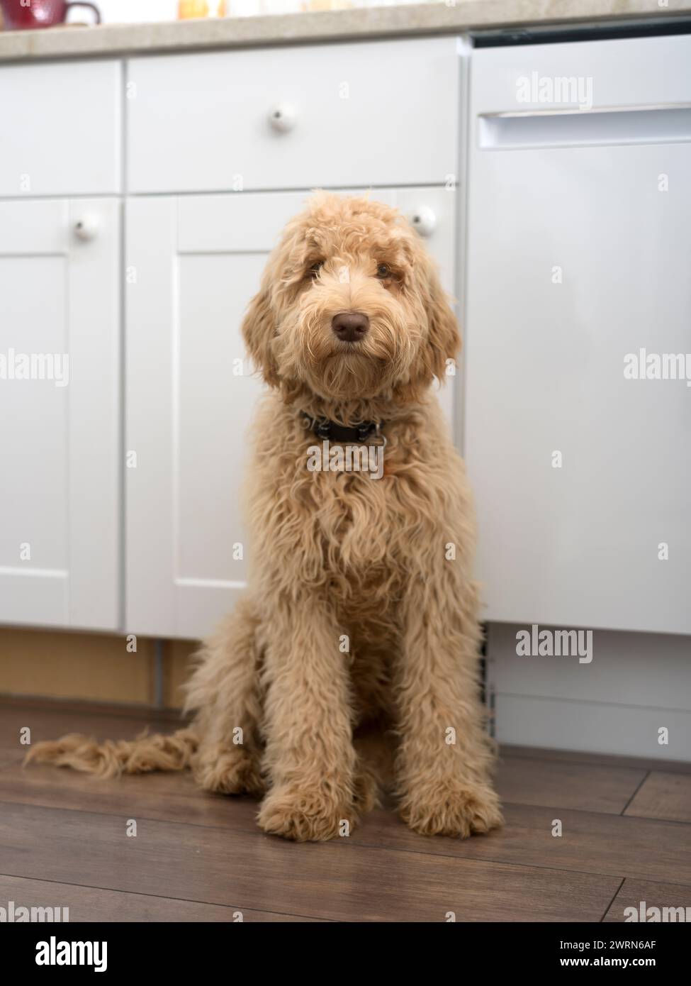 Labradoodle in cucina Foto Stock