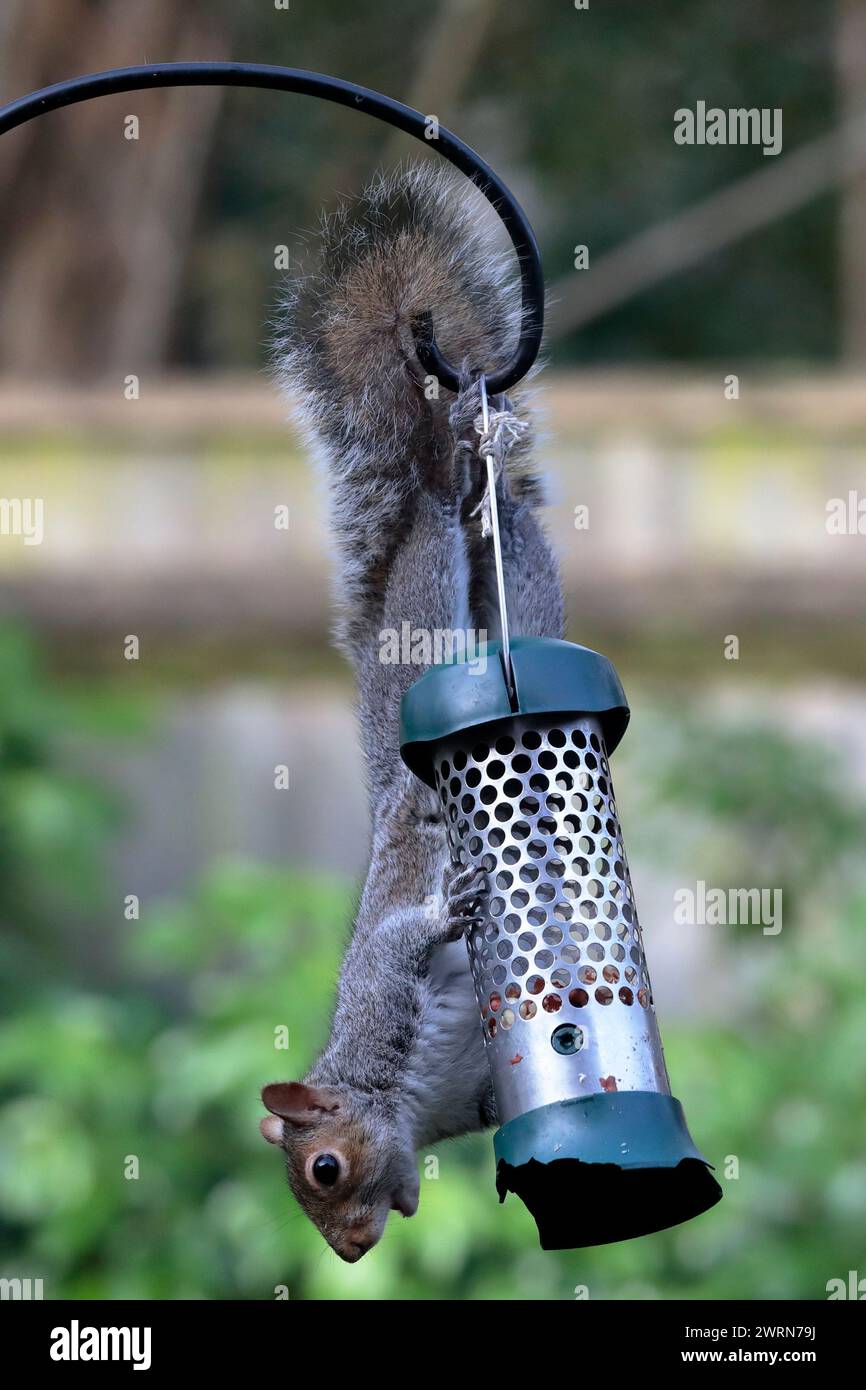 Scoiattolo grigio (Sciurus carolinensis) che mangia noci capovolte da un alimentatore di uccelli appeso in un giardino con cespugli e una recinzione sullo sfondo. Foto Stock