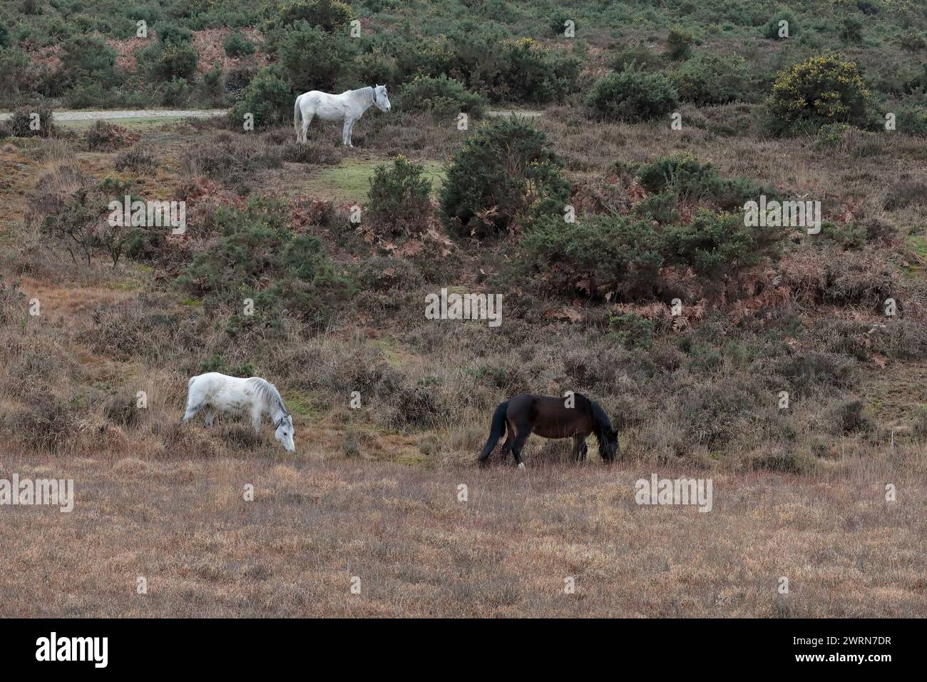 Tre pony della New Forest, due bianchi e uno marroni, che pascolano in aperta brughiera rivolta verso destra. Il paesaggio comprende erica, Gorse e un sentiero pedonale. Foto Stock