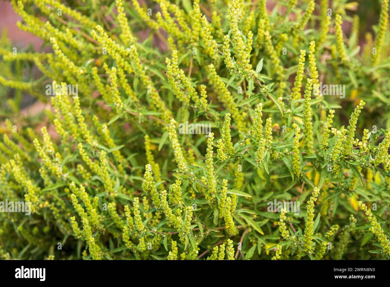 Fioritura di erba ragnatela (Ambrosia artemisiifolia) pianta che cresce all'esterno, un allergene comune Foto Stock