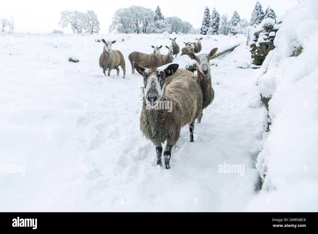 Sabato 2 marzo 2024 - Nenthead, Cumbria, Regno Unito: I residenti in Cumbria questa mattina si sono svegliati con circa 8Ó di neve in alcune parti della regione questa mattina af Foto Stock