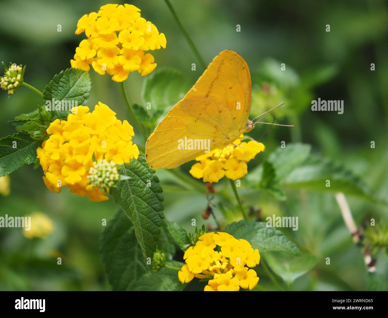 Grande zolfo arancione che mangia nettare dai fiori di Lantana Foto Stock