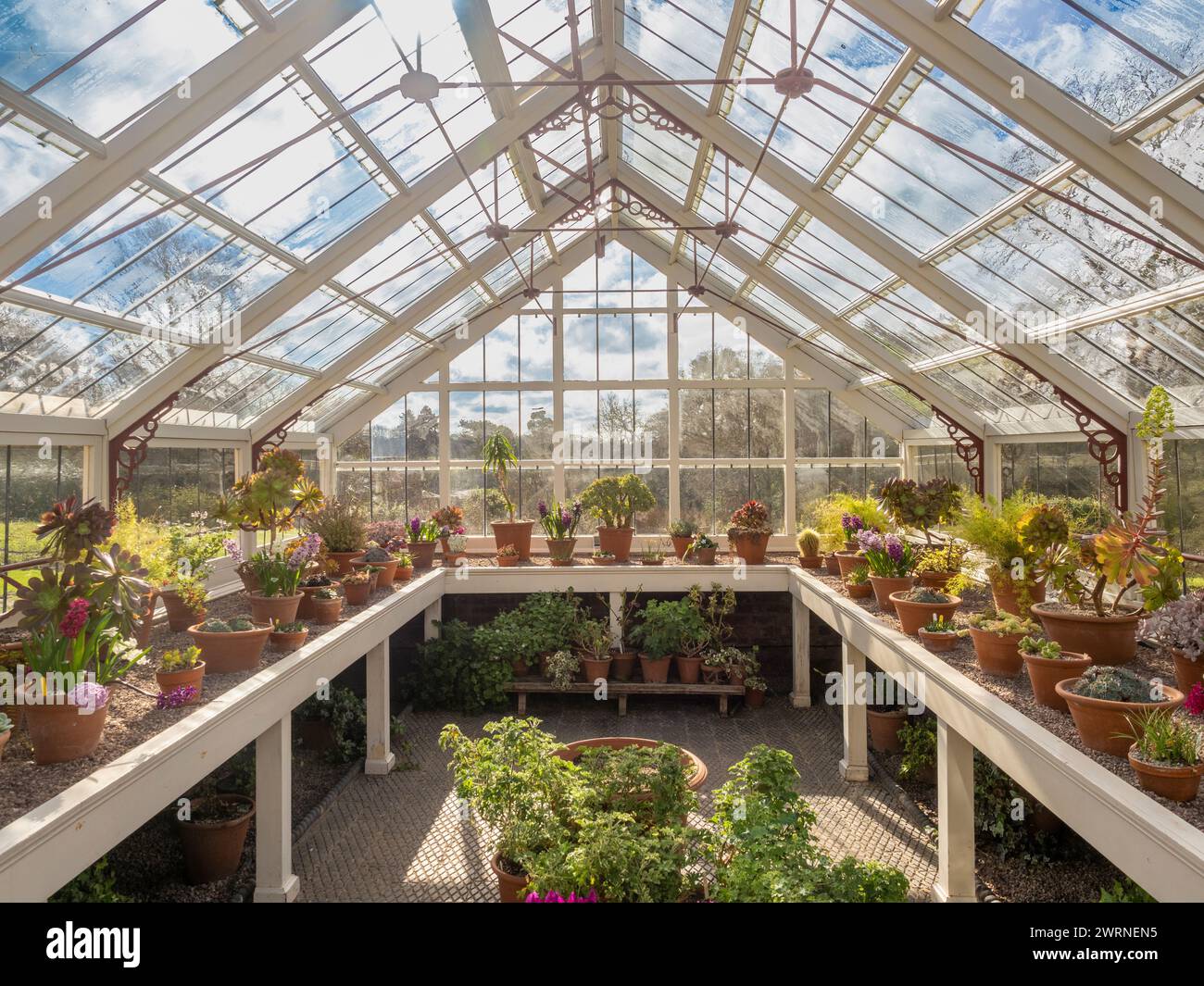 Vasi di piante di cactus e giacinti fioriti primaverili che crescono in una serra riscaldata tradizionale. REGNO UNITO Foto Stock