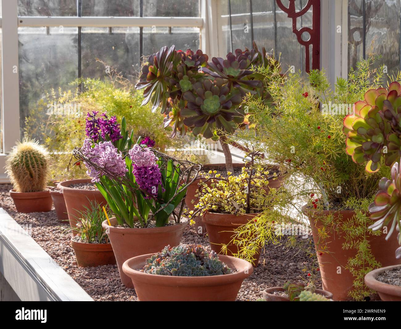 Vasi di piante di cactus e giacinti fioriti primaverili che crescono in una serra riscaldata tradizionale. REGNO UNITO Foto Stock