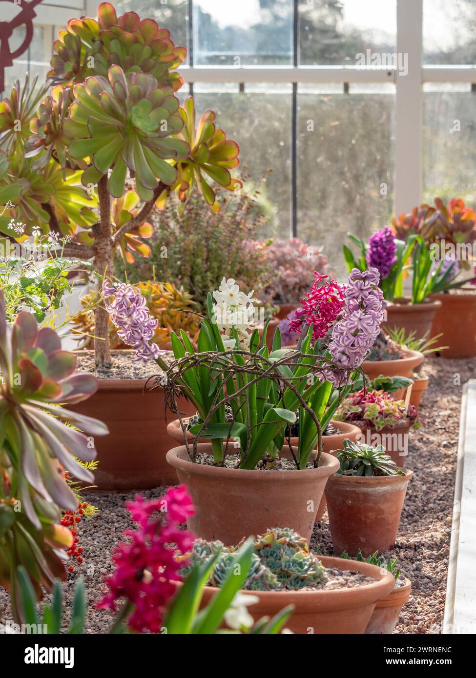 Vasi di terracotta di Giacinto in fiore primaverile e teneri piante di eonio che crescono in una serra riscaldata tradizionale. REGNO UNITO Foto Stock