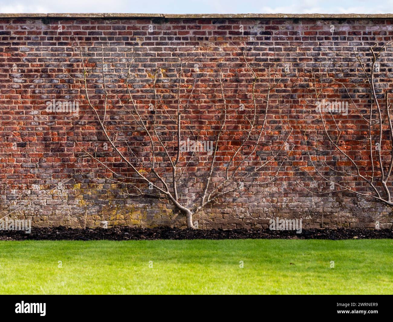 Il melo Espalier cresce contro un muro di mattoni nel giardino del Regno Unito. Foto Stock