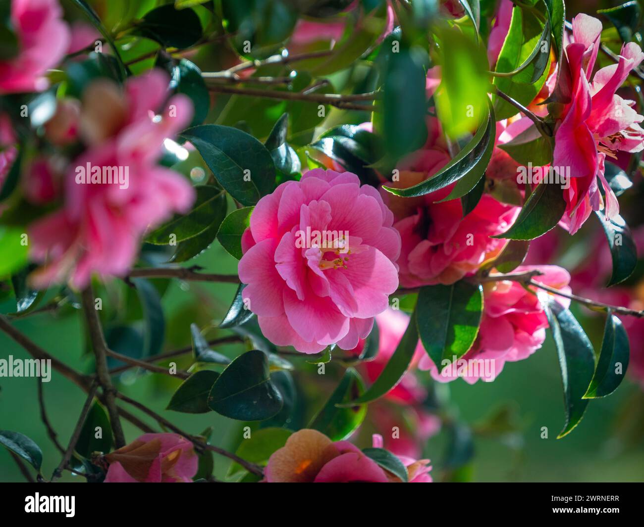 Cespuglio rosa di camelia in piena fioritura in un giardino inglese in primavera Foto Stock