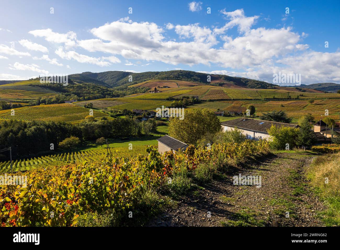 Vignoble du Mont Brouilly, l'un des Plus beau terroir du Beaujolais Foto Stock