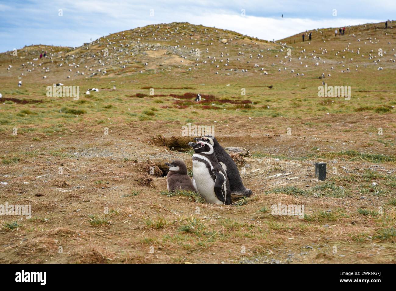 Un pinguino nascosto in un buco, circondato da compagni curiosi Foto Stock