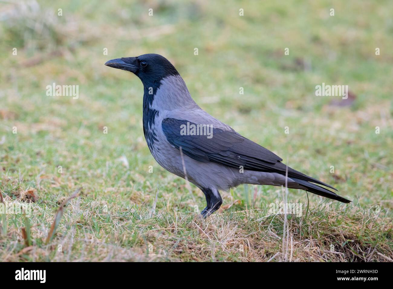 Hooded Crow (Corvus cornix) Isola di Mull, Isole scozzesi, Scozia. Foto Stock