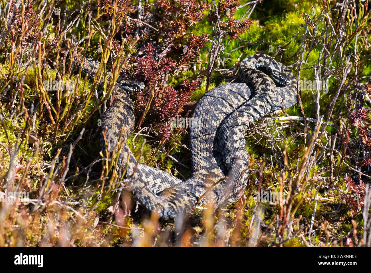 Maschio Adder (Vipera berus) sulle colline Pennine, Inghilterra. Foto Stock