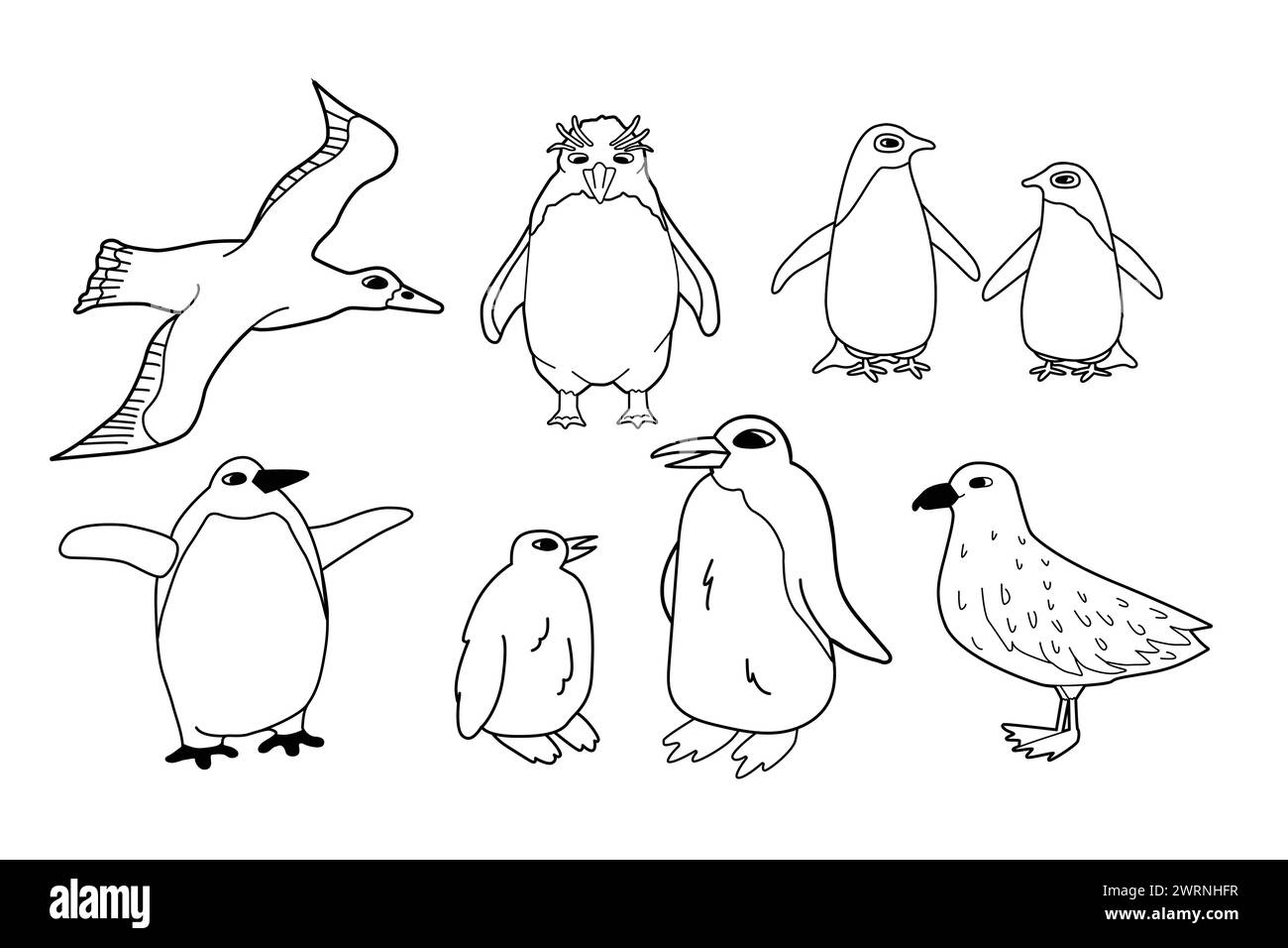 Serie di linee bianche e nere vettoriali di animali isolati in Antartide. Adelie disegnate a mano, re, imperatore, pinguini maccheroni, skua, albatross. Illustrazione Vettoriale
