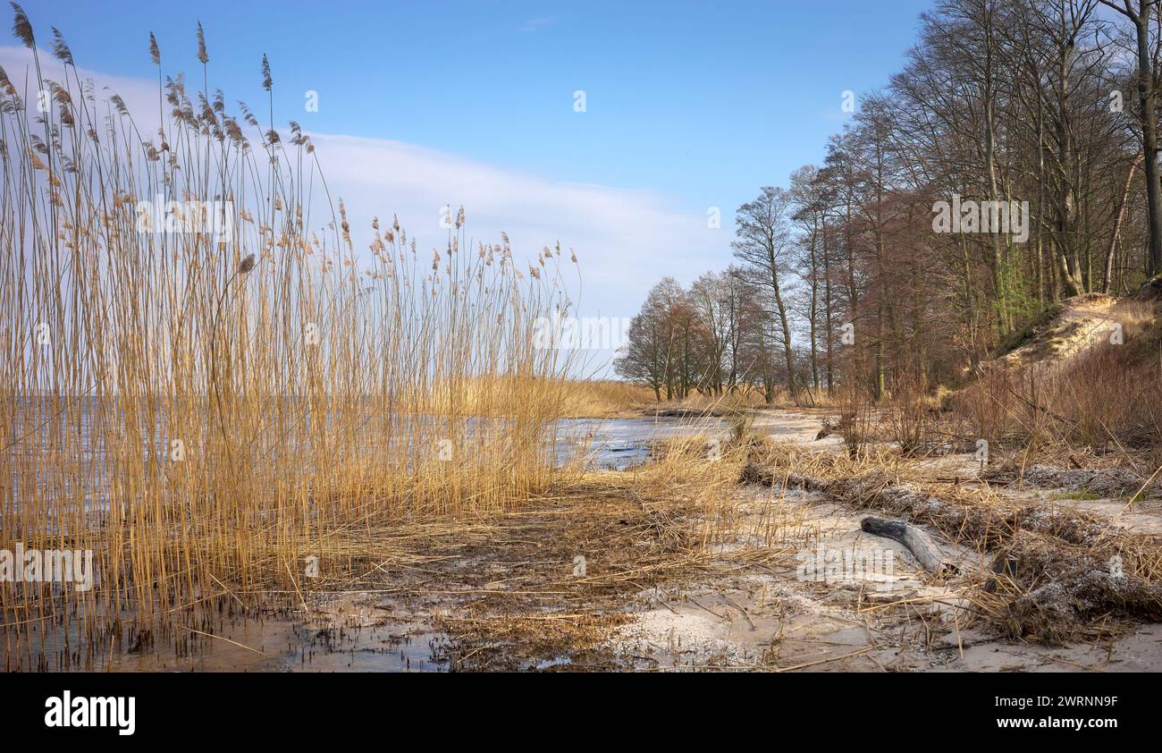 Spiaggia sulla laguna di Szczecin, conosciuta anche come laguna di Oder o laguna della Pomerania, situata nell'estuario dell'Oder, condivisa dalla Germania e dalla Polonia. Foto Stock