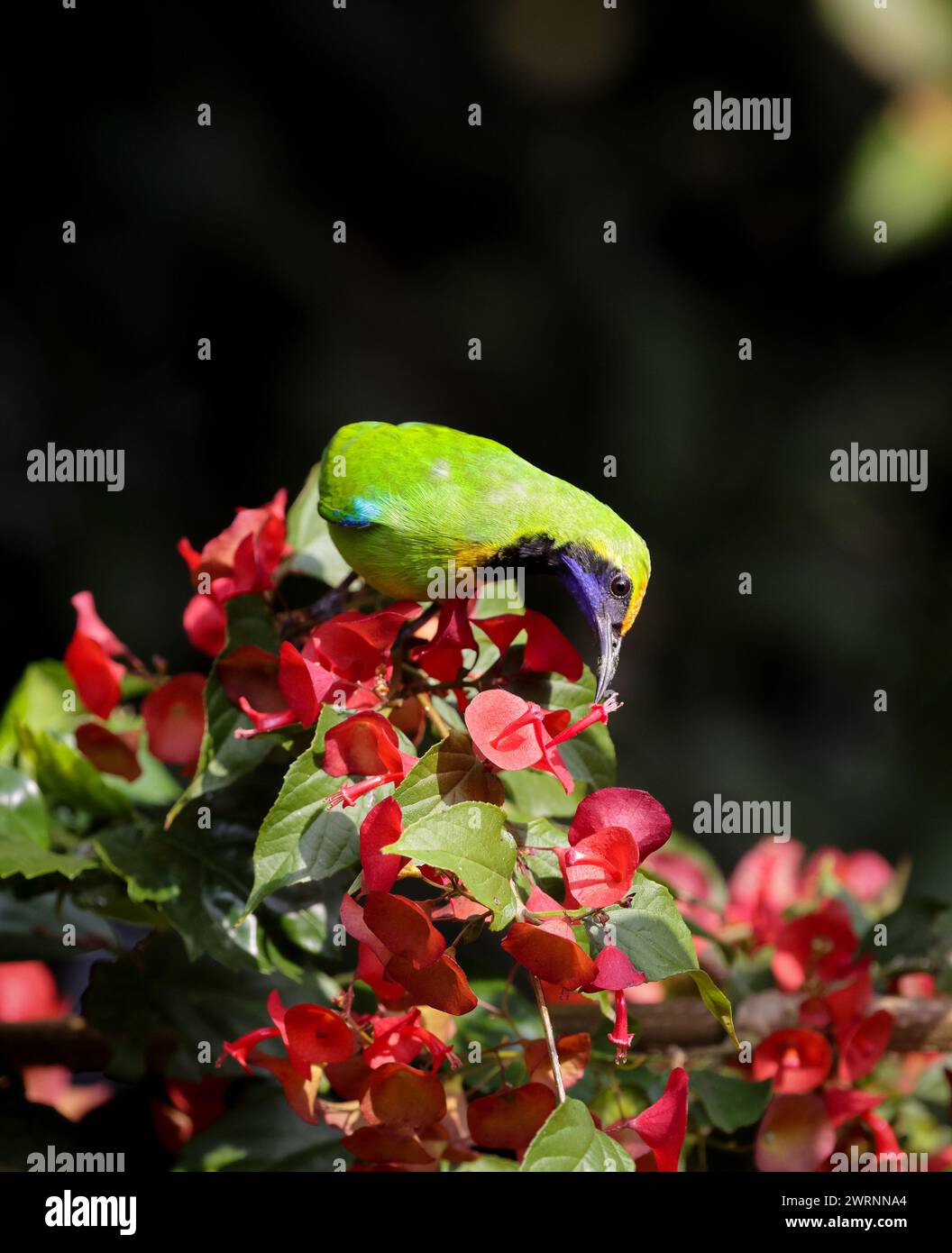 I Leafbird fronted dorati (Chloropsis aurifrons) sono comuni allevatori residenti in India, Sri Lanka e parti del sud-est asiatico. Foto Stock