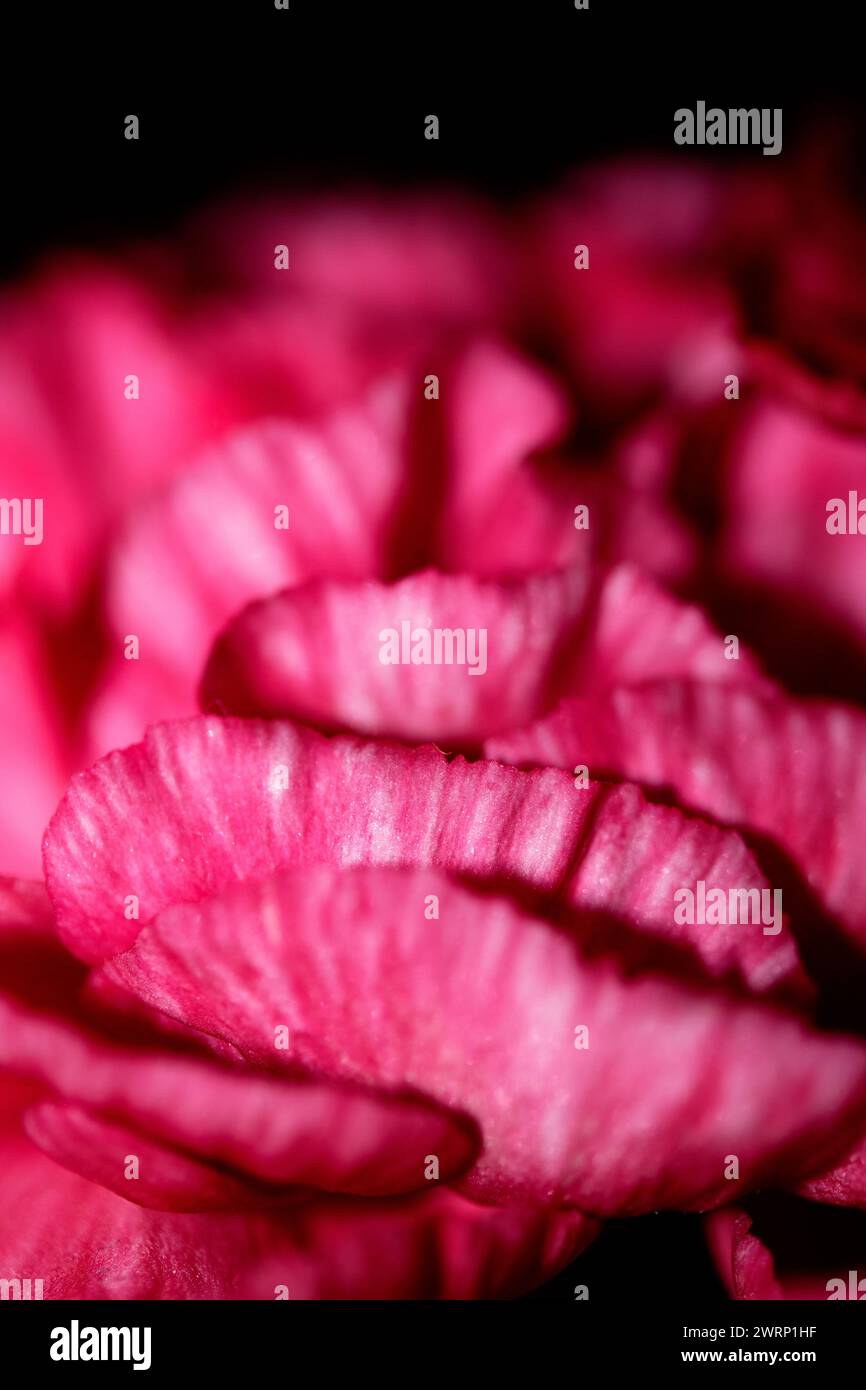 Un primo piano assoluto di petali di sangue rosa e rosso Foto Stock