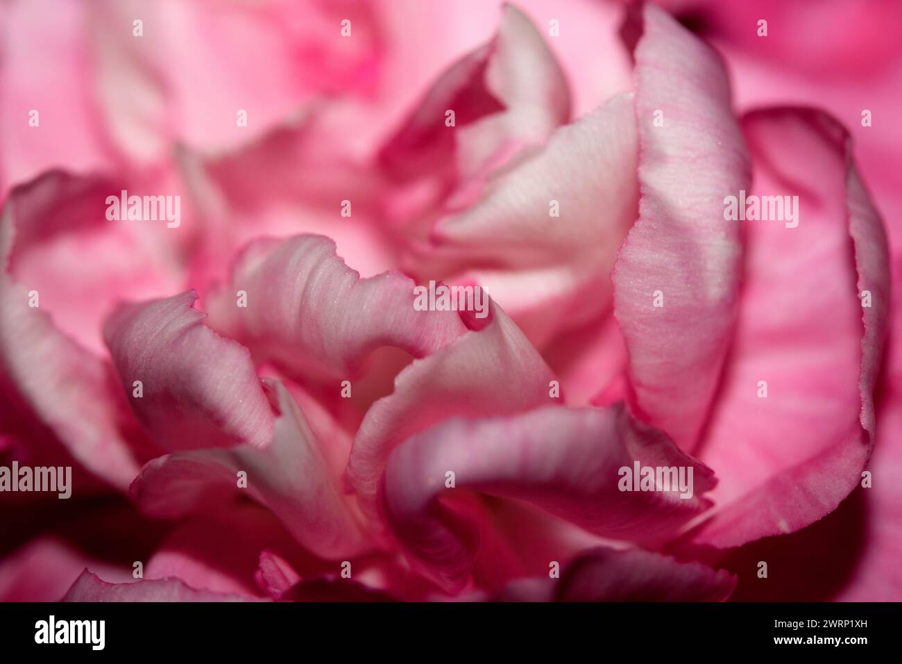 Un primo piano assoluto di petali di sangue rosa e rosso Foto Stock