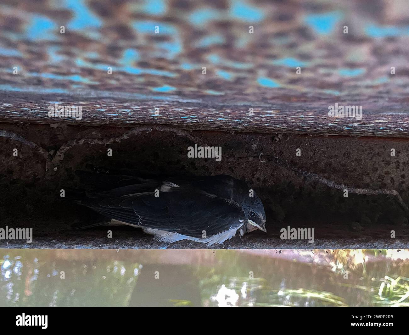 Il sistema di nidificazione rapida e patetico si nasconde sotto il ponte di metallo e attende i genitori, concentrandosi in modo selettivo Foto Stock