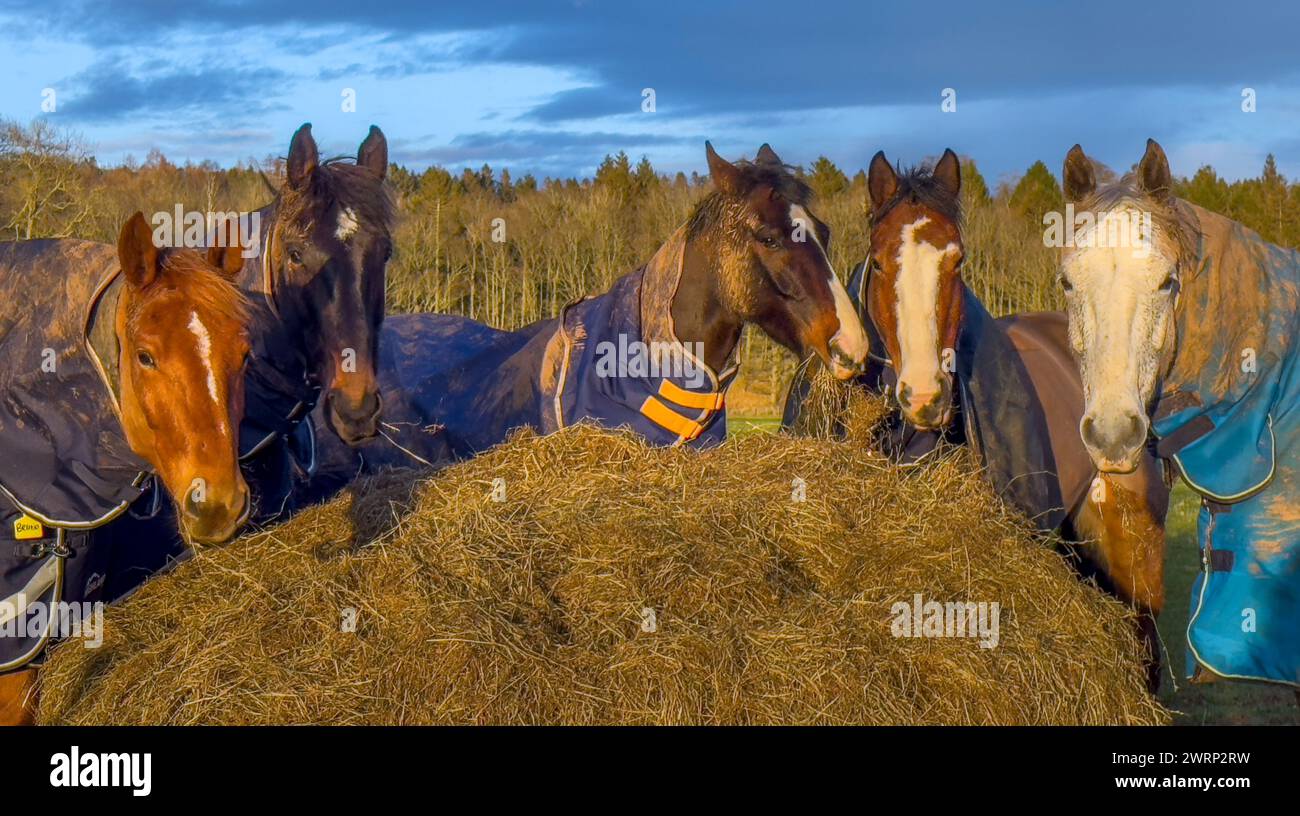 Lauder, Scottish Borders, Regno Unito. 13 marzo 2024. Un gruppo di cavalli si riunisce per mangiare fieno mentre il sole della sera splende a Lauder, nei confini scozzesi. Foto Credit: phil wilkinson/Alamy Live News Foto Stock