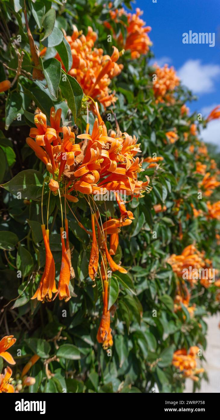 I vivaci fiori d'arancio di Flame Vine, allure sempreverde Foto Stock