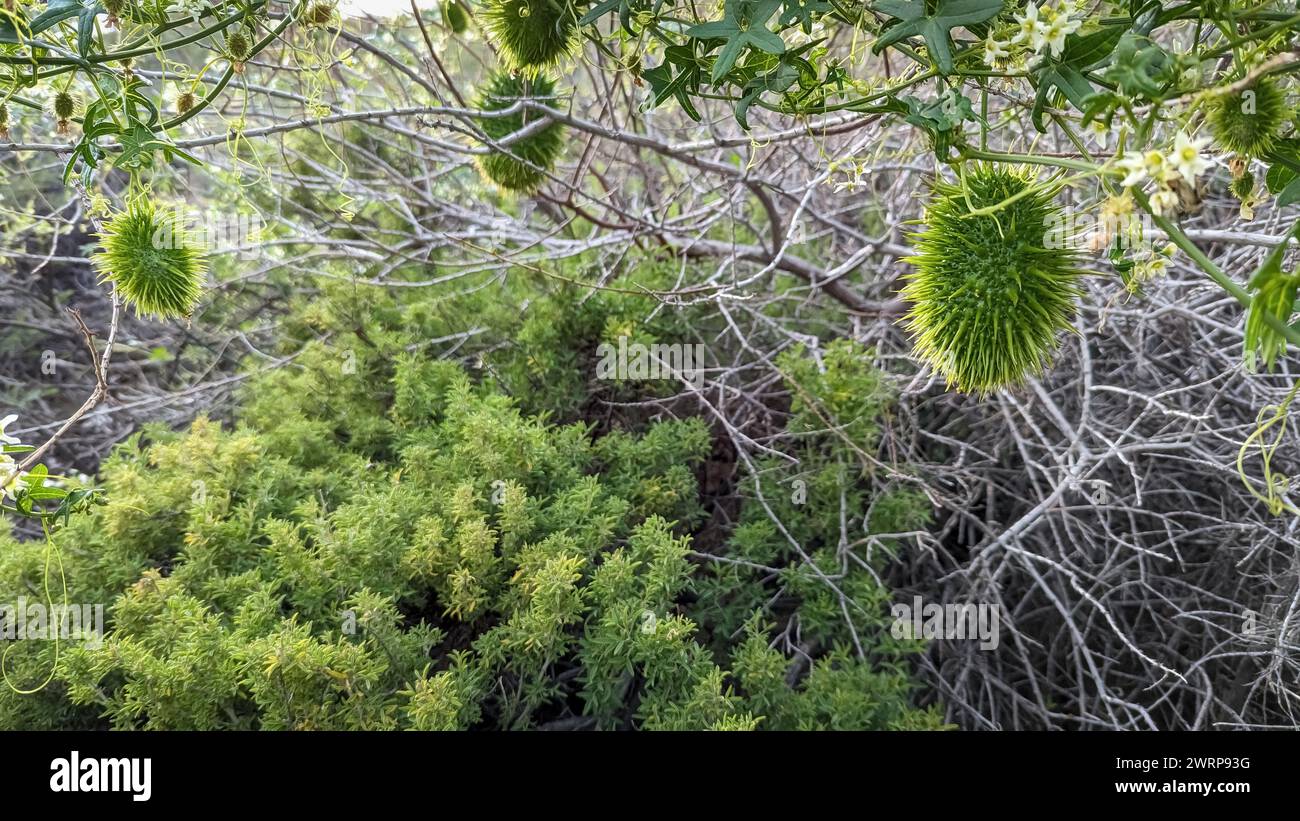 Primo piano di cetrioli selvatici verdi (Marah fabacea) appesi su una vite. Foto Stock