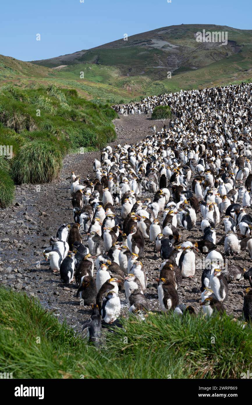 Australia, Tasmania, Isola di Macquarie, Sandy Bay (UNESCO) colonia reale di pinguini (Eudyptes schlegeli) specie endemiche. Foto Stock