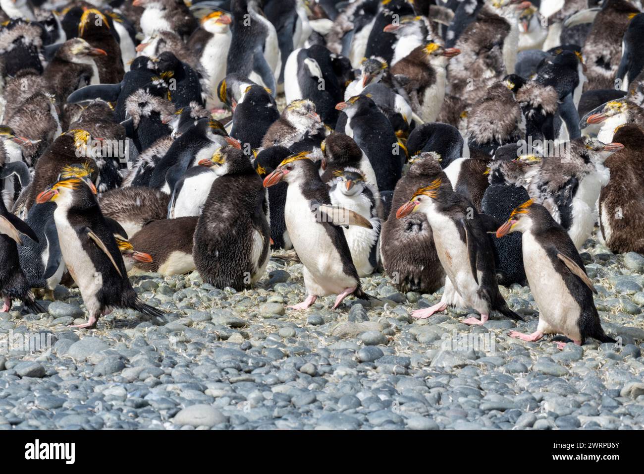 Australia, Tasmania, Macquarie Island, Sandy Bay (UNESCO) pinguini reali (Eudyptes schlegeli) muta, specie endemiche. Foto Stock