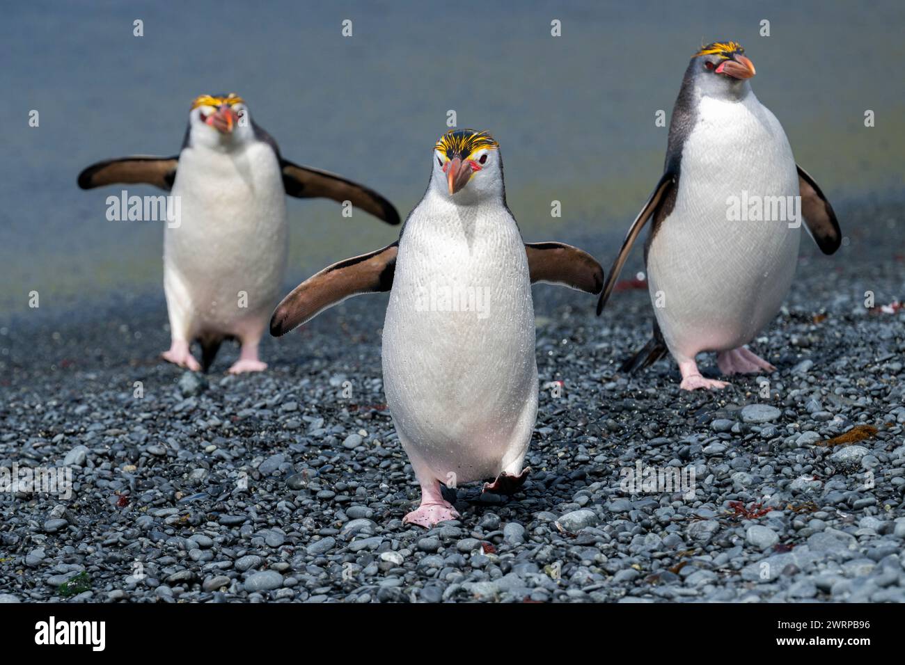 Australia, Tasmania, Macquarie Island, Sandy Bay (UNESCO) pinguini reali sulla spiaggia di sabbia nera (Eudyptes schlegeli) specie endemiche. Foto Stock