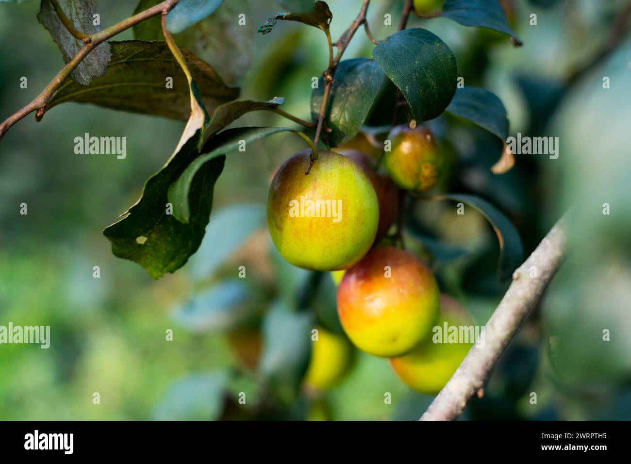 Ziziphus mauritiana, noto anche come jujube indiano, prugna indiana data cinese, mela cinese. BER o jujube, prugna indiana, nota anche come jujube o mela b Foto Stock