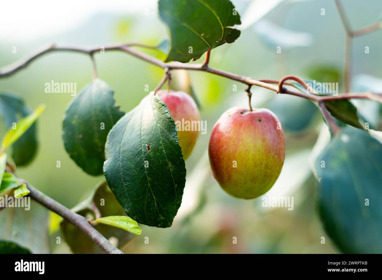 La jujujube selvatica è probabilmente sicura per la maggior parte degli adulti. Uso medicinale di semi, foglie o frutti di giuggiola selvatica. Prugne indiane, note anche come jujube o mele, Foto Stock