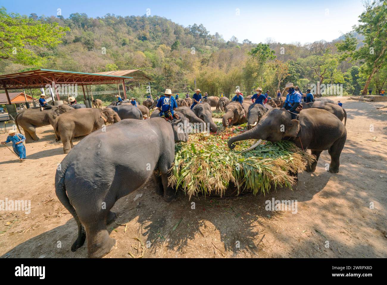 CHIANG mai TAILANDIA, 13 MARZO 2024: Elefanti thailandesi che gusteranno vari tipi di frutta e vegetazione durante il buffet segna la giornata Nazionale degli Elefanti thailandesi in CH Foto Stock