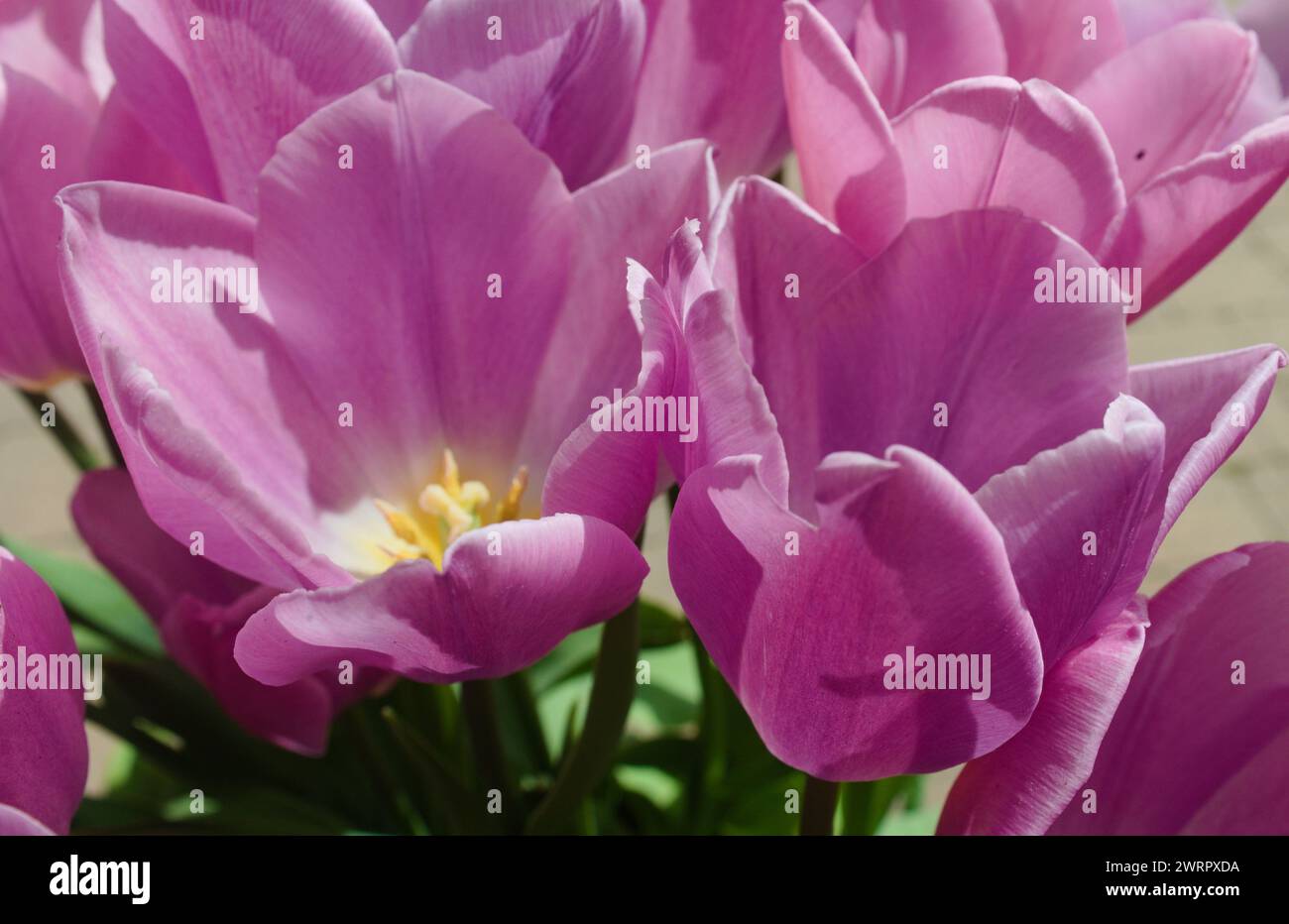 Tulipani viola primo piano colorato che cresce nei giardini primaverili. Piena di vita, la natura è la sua migliore. Foto Stock