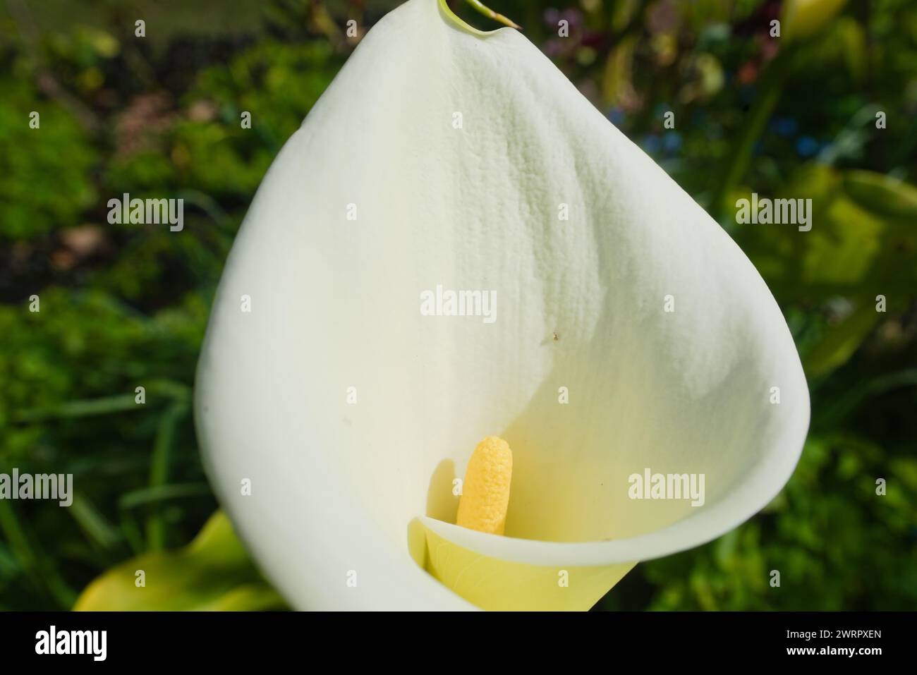 Giglio bianco singolo con stami gialli che risplendono orgogliosamente nel giardino. Aggiungere bellezza, interesse e ispirazione. Foto Stock