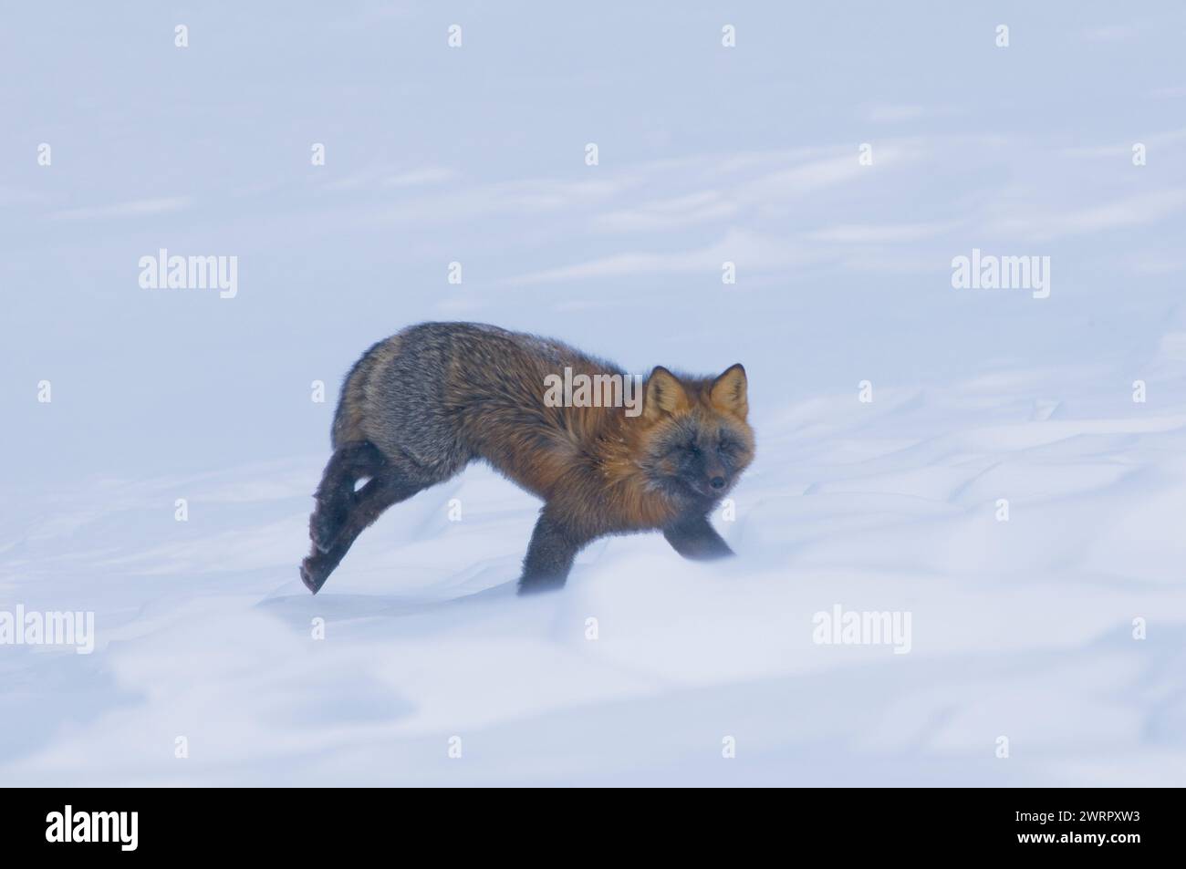 Volpe rossa, vulpes vulpes, croci di colori della volpe adulti riposa su una sponda di neve durante l'inverno lungo la costa artica dell'Alaska Foto Stock