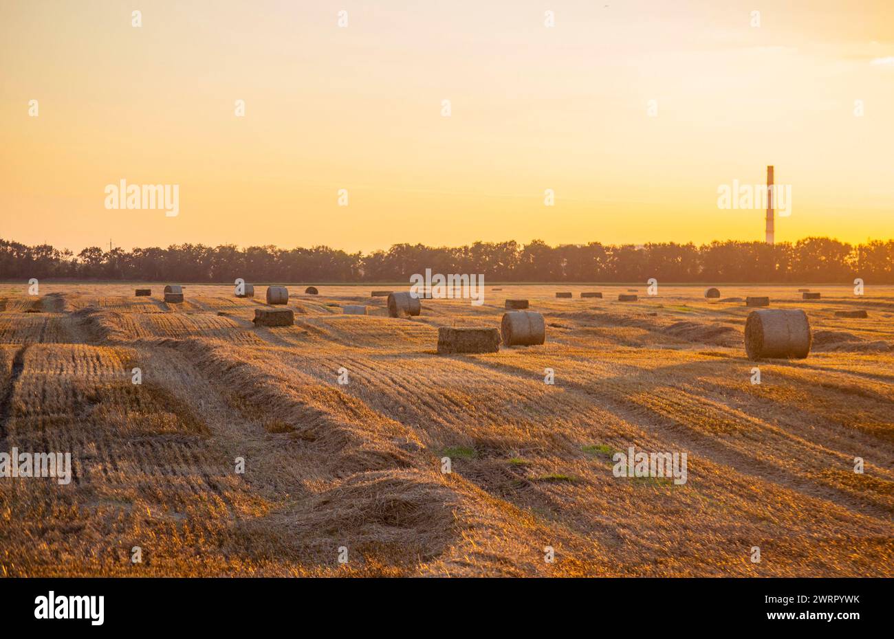 Balle quadrate rotonde di paglia di grano secco pressata sul campo dopo la raccolta. La sera di sole d'estate, l'alba del tramonto. Balle da campo di frumento pressato. Lavori di raccolta industriale agro-agro. Agricoltura paesaggio agricolo Foto Stock
