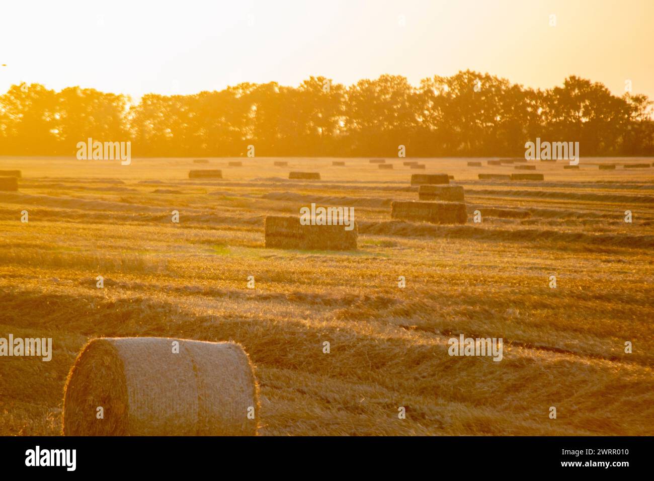 Balle rotonde e quadrate di paglia di frumento secco pressata sul campo dopo il raccolto. Alba al sole dell'estate. Balle da campo di frumento pressato. Lavori di raccolta industriale agro-agro. Agricoltura paesaggio agricolo Foto Stock