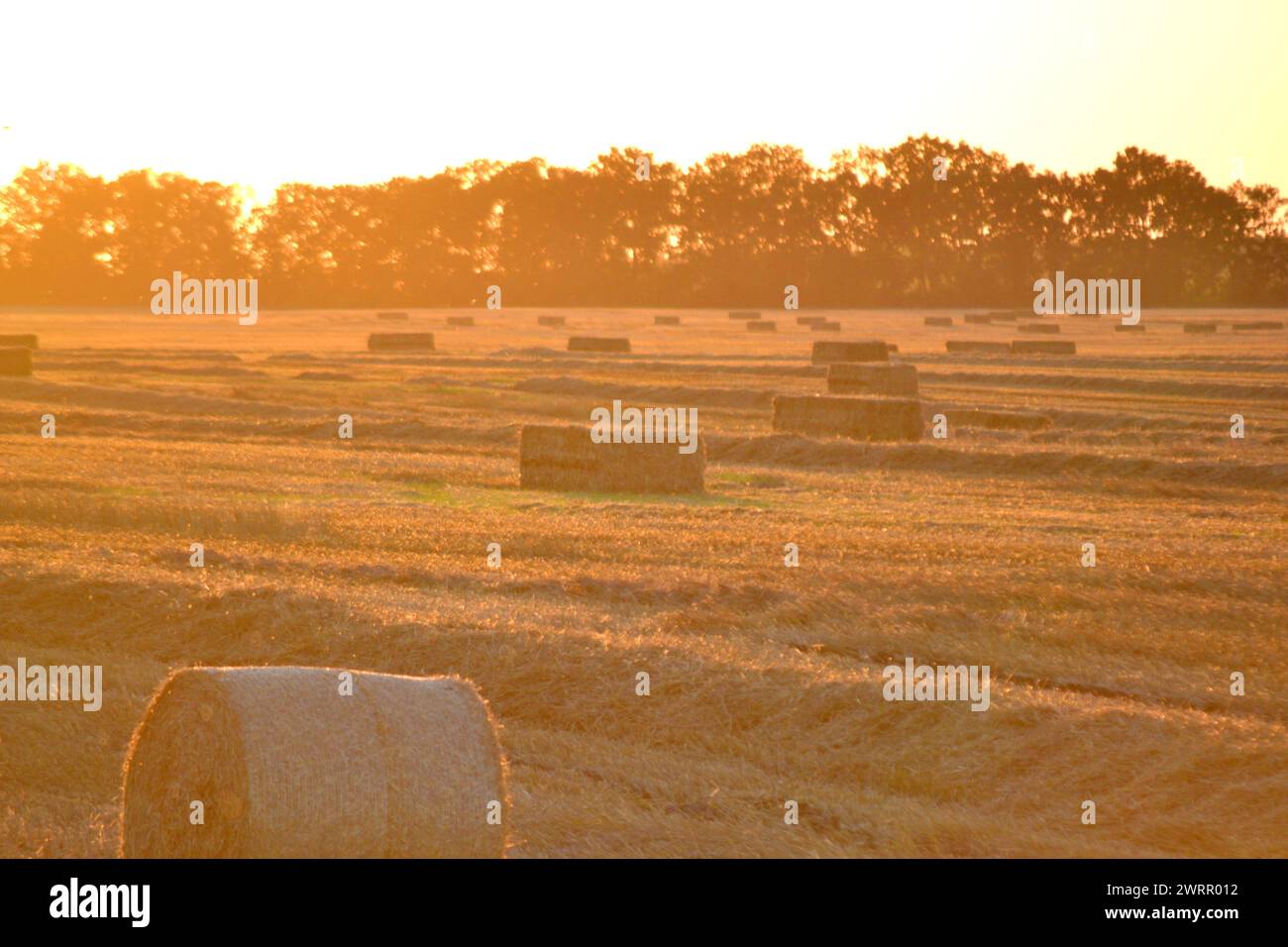Balle quadrate rotonde di paglia di grano secco pressata sul campo dopo la raccolta. La sera di sole d'estate, l'alba del tramonto. Balle da campo di frumento pressato. Lavori di raccolta industriale agro-agro. Agricoltura paesaggio agricolo Foto Stock