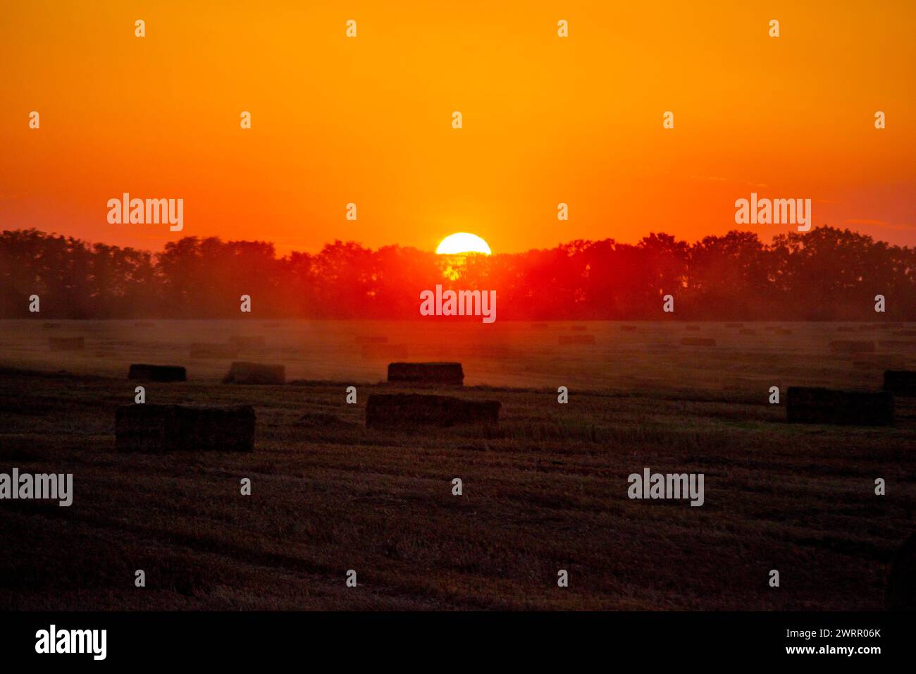 Balle quadrate di paglia di frumento secco pressata sul campo dopo il raccolto. Alba al sole dell'estate. Balle da campo di frumento pressato. Sole che tramonta dietro la silhouette nera degli alberi. Agricoltura paesaggio agricolo Foto Stock