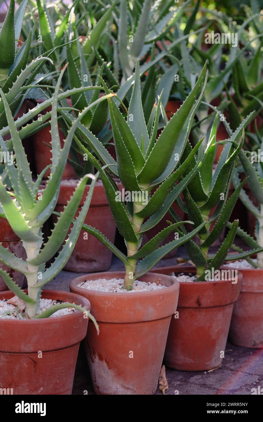 Una varietà di piante di aloe vera esibisce il loro lussureggiante e spiovente fogliame in una collezione di classici vasi di argilla, accentuati da ghiaia bianca. Questa disposizione mette in mostra il fascino naturale di queste succulente e resistenti. Foto Stock