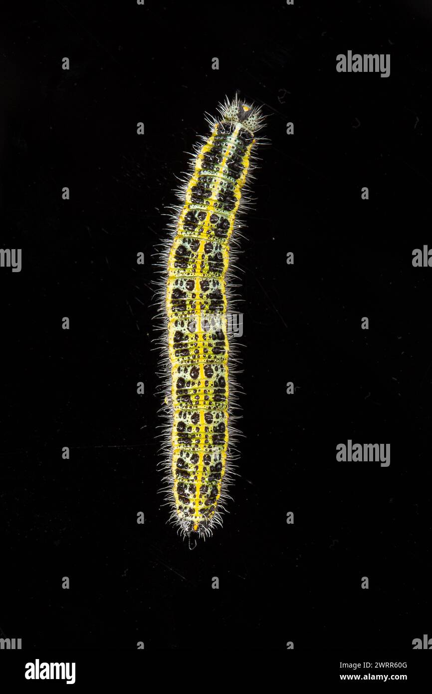 Un caterpillar dalle fantasie vivaci viene catturato con dettagli elevati su uno sfondo scuro e scuro, con le sue macchie gialle e nere e i peli traslucidi presentati in Foto Stock