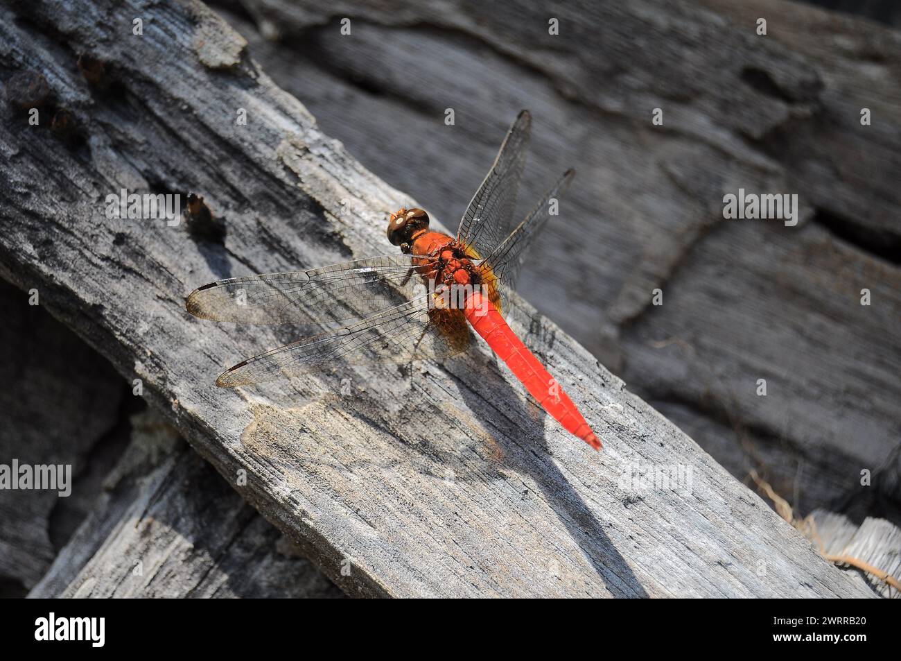 Libellula arancione su legno marcio (sympetrum fonscolombii) Foto Stock