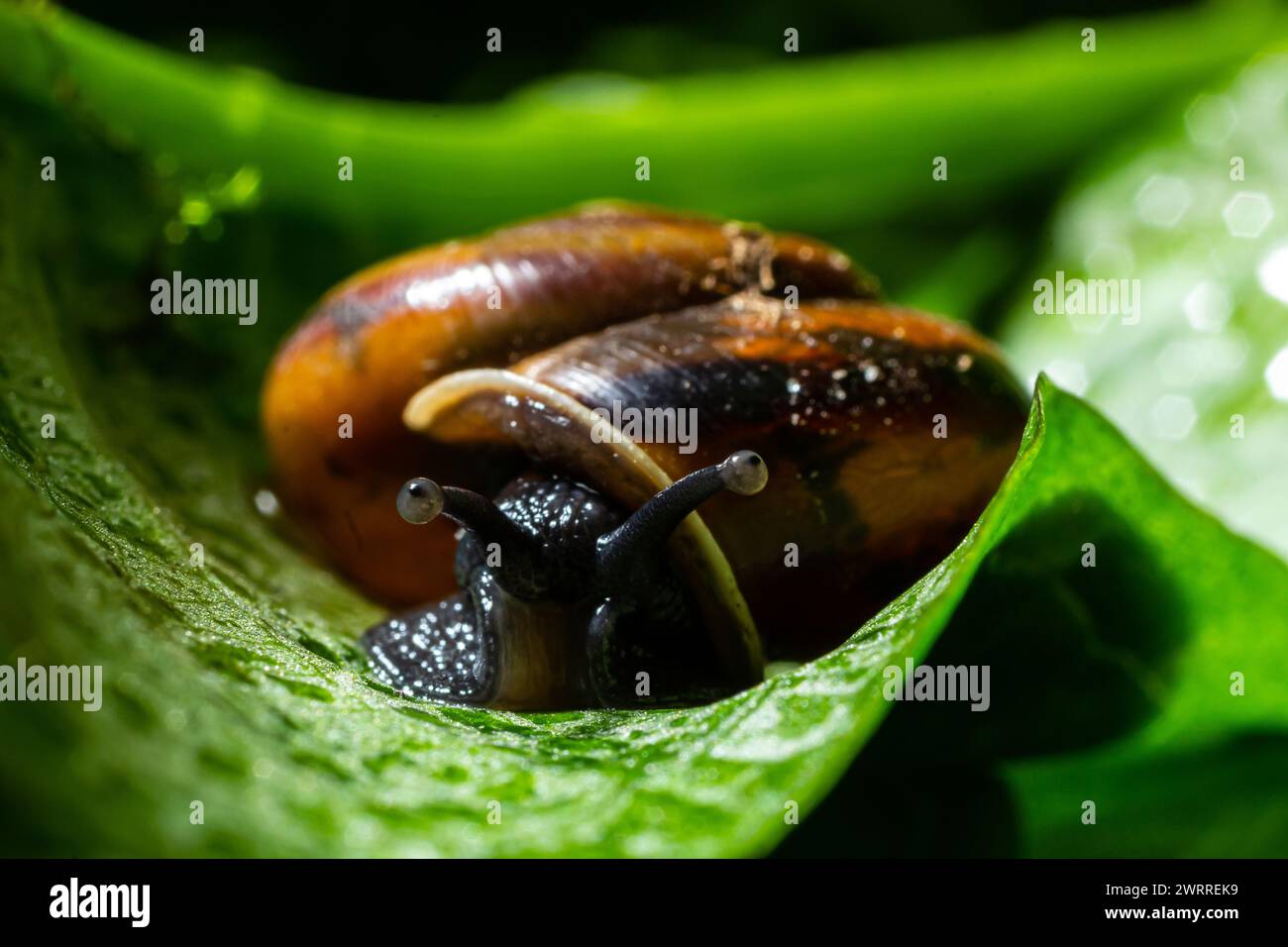 Oxychilus alliarius , comunemente noto come lumaca all'aglio o lumaca di vetro all'aglio. Foto Stock