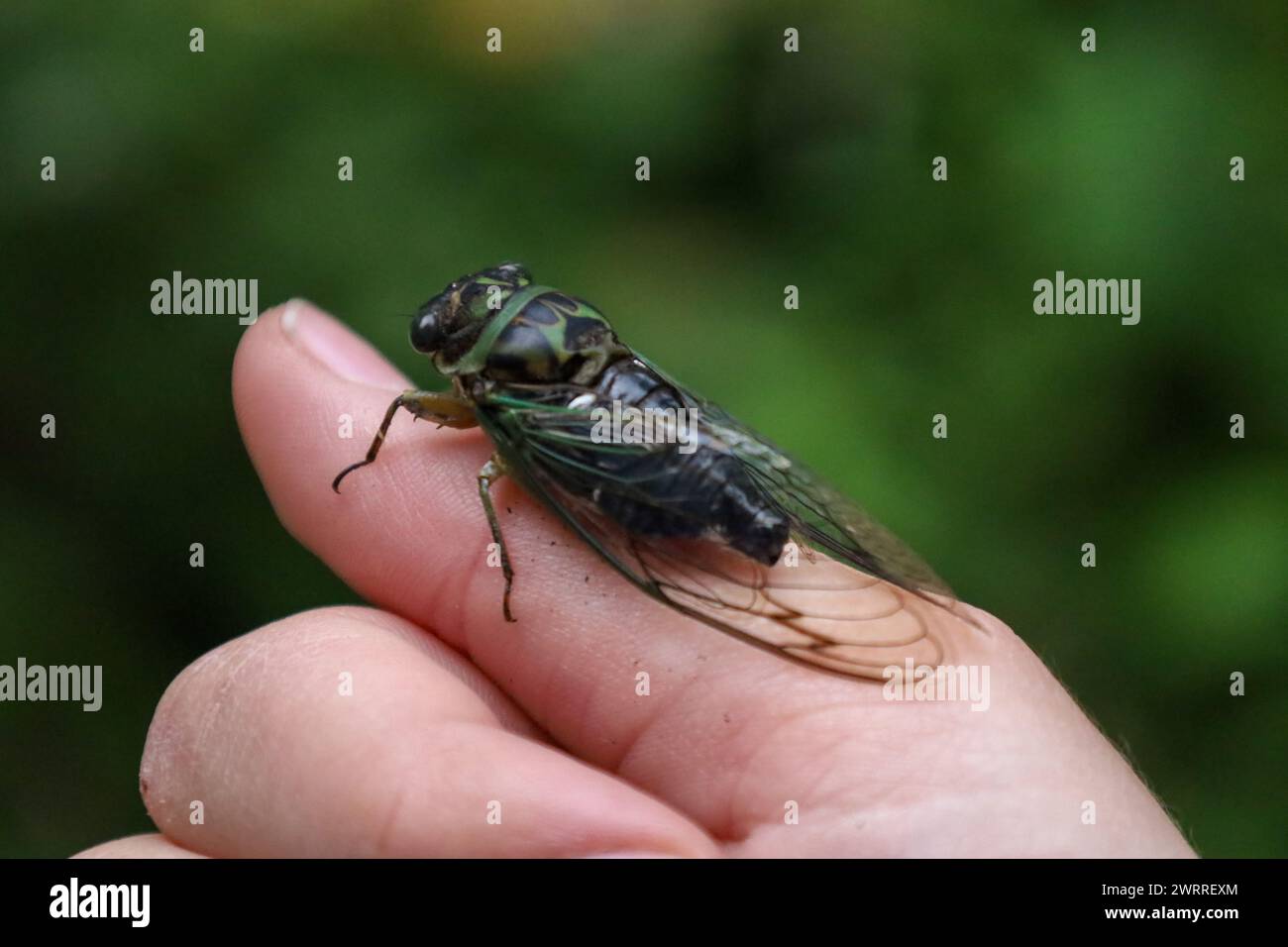 Una cicada dog-day al dito della persona Foto Stock